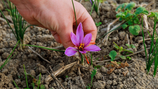 The Complex Process of Saffron Production and Its Impact on Price
